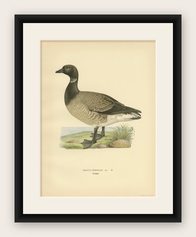 Antique Bird Print of the Brent Goose by Von Wright, 1929, shown framed