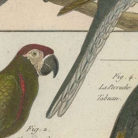 Beautiful, Richly Colored, Copper Engraving of Parrots and Parakeets '1792', close-up 2