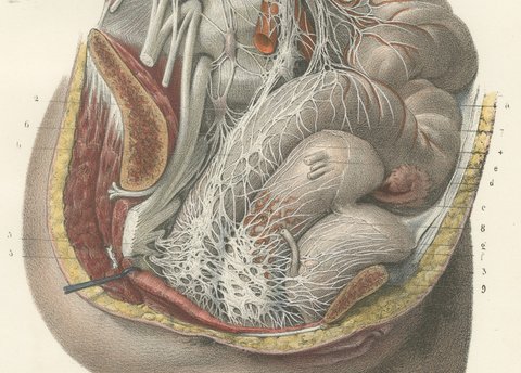 Nerves of the Male Pelvic Viscera, Antique Hirschfeld Anatomy Print, 1866, view 4