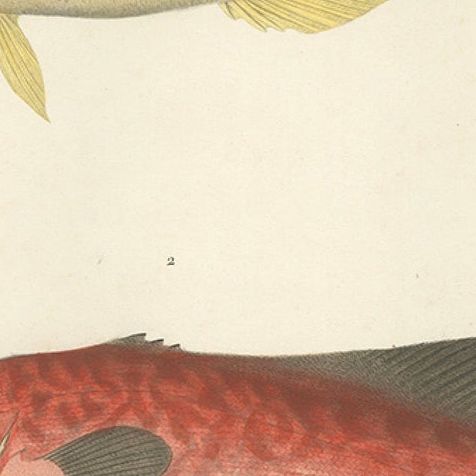Vintage Fish Illustration, Sea Bass and Mottled Soapfish, Paris 1846, close-up 5