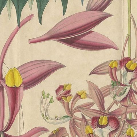 Antique Botany Print of the Amherstia Nobilis by Van Houtte, 1849, close-up 1