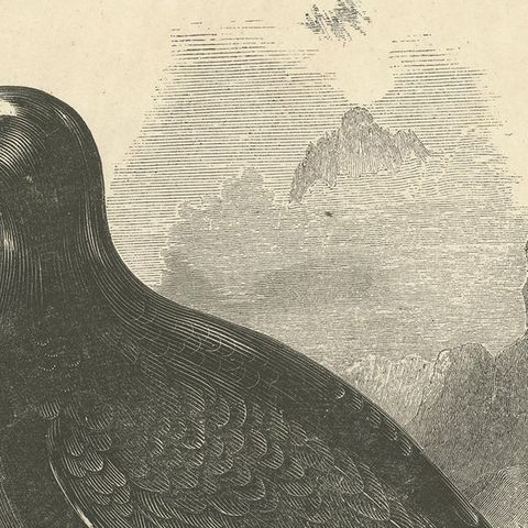 Original Antique Print of the Black Grouse, close-up 1