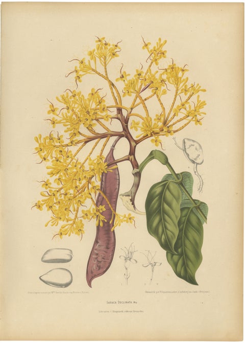 Original Antique Botanical Chromolithograph of Yellow Saraca, c.1880