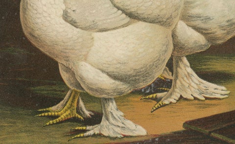 The Elegant White Cochinchina - A Rare 19th Century Poultry Lithograph, close-up 2