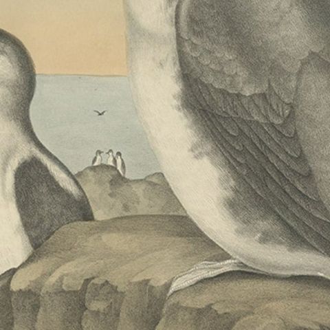 Spectacular Antique Bird Print of an Adult and Young Temminck's Auk, 1869, close-up 2