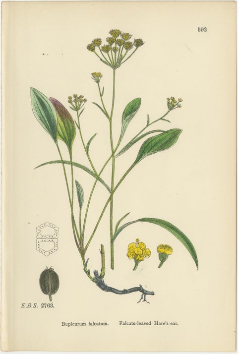 Antique English Botanical Interior Prints, Hare’s-ear & Water Dropwort, 1902, view 4