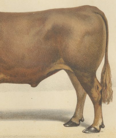 Limousin Ox, French Cattle Breed, Antique Chromolithograph by Borie, 1863, close-up 3