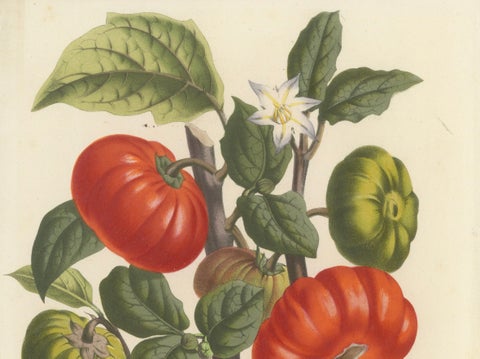 Texas Nightshade Botanical Illustration, Lithograph, 19th Century, close-up 2