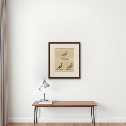 Antique Game Birds & Bustard Lithograph by Karl Joseph Brodtmann, 1816, shown framed on a wall