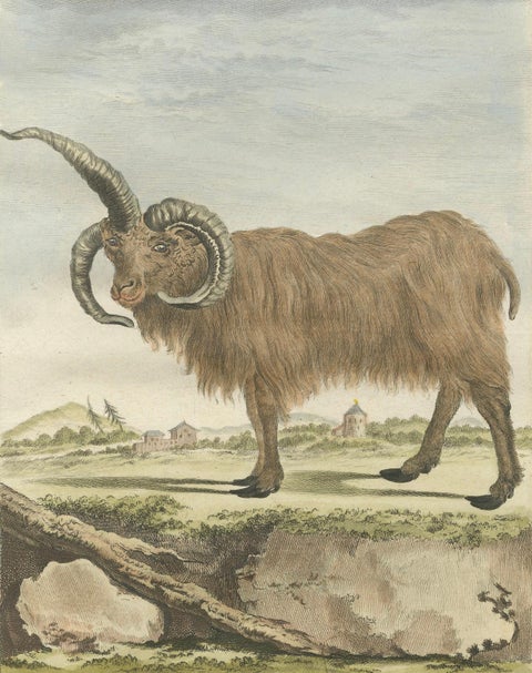 Rare 1769 Iceland Sheep Pair, Hand-Coloured Buffon Engravings Amsterdam, close-up 5