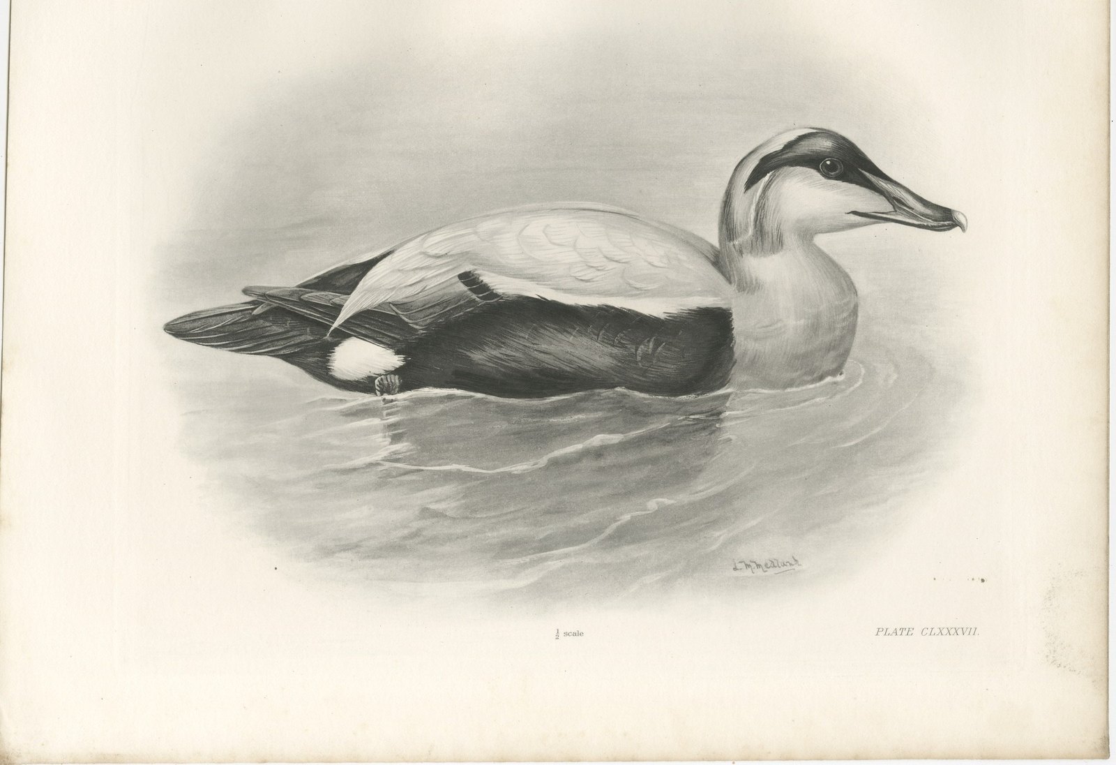 Eider, Antique Bird Print after Lilian Medland, circa 1909