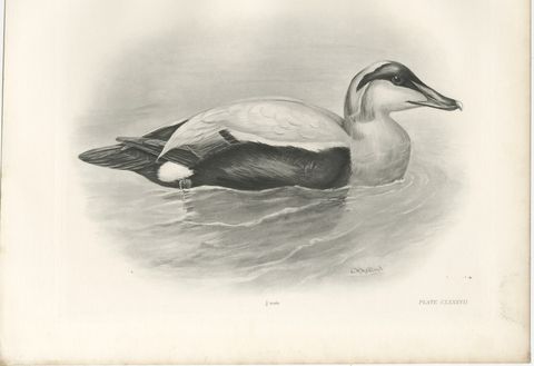 Eider, Antique Bird Print after Lilian Medland, circa 1909