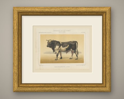 Dutch Bull, Black and White Cattle Chromolithograph by Olivier de Penne, 1863, shown framed