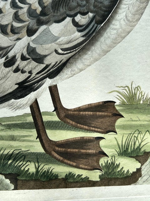 Manx Shearwater, Antique Seabird Engraving by Nozeman & Sepp, 1809, view 5