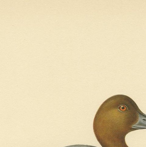 Antique Bird Print of the Common Pochard by Von Wright, 1929, close-up 1