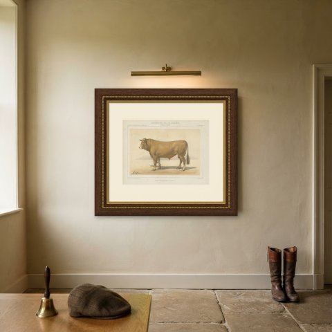 Femeline Bull, French Cattle Breed, Antique Chromolithograph by Borie, 1863, shown framed on a wall