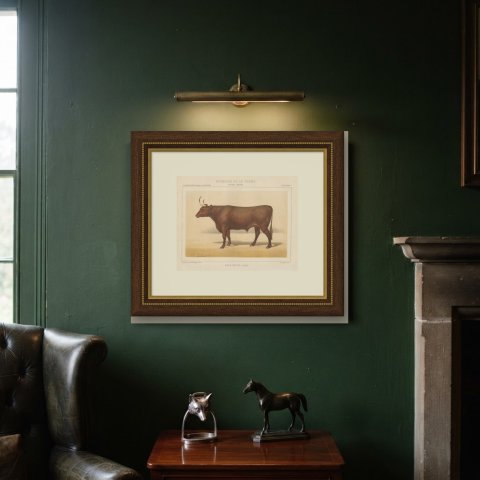 Devon Ox, British Cattle Chromolithograph by Olivier de Penne, 1863, shown framed on a wall