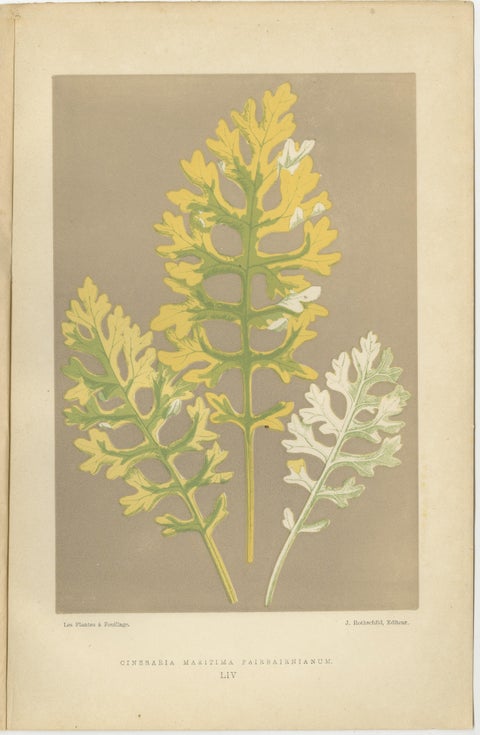 Vintage Botanical Elegance: A Study of Leaves and Patterns, Published in 1880, view 5