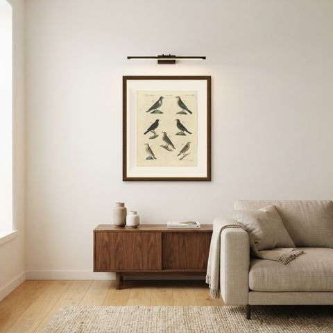 Thrushes, Blackbird and Ring Ouzel, Antique Bertuch Print, Vienna, circa 1805, shown framed in a room