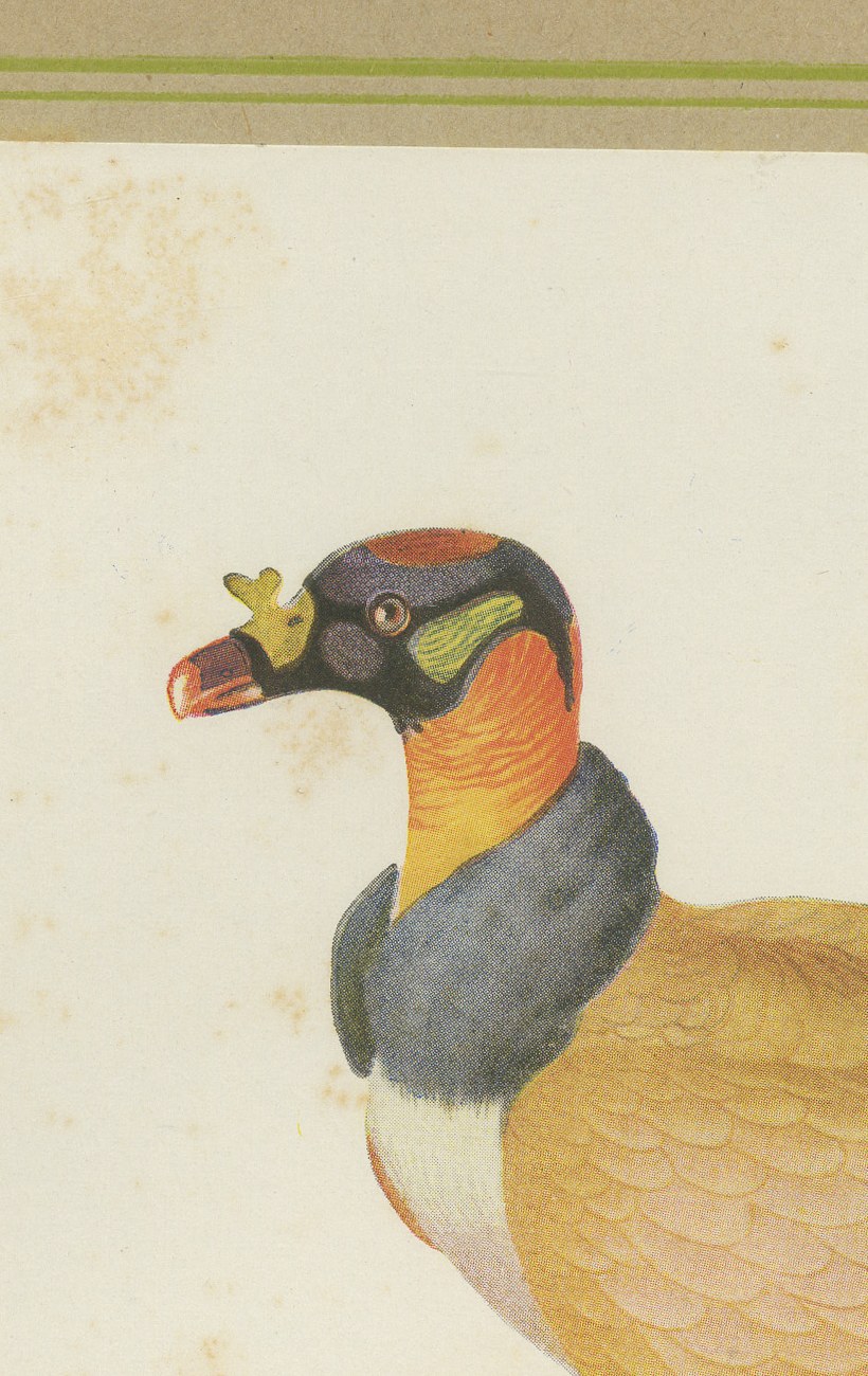 King Vulture and Black Vulture, Brazilian Bird Print, Descourtilz, 1944, view 3