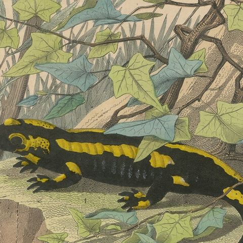 Hand-Colored Lithograph of Fire Salamanders –A Natural History Illustration 1852, close-up 6