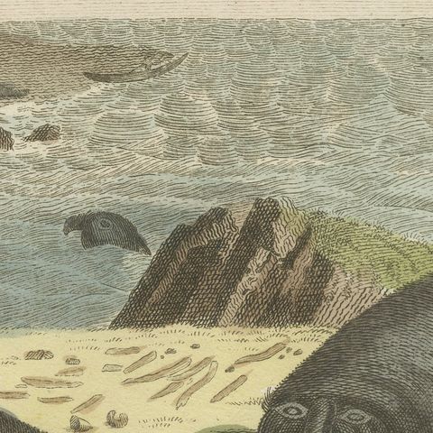Elephant Seals on a Rocky Shore, Antique Bertuch Print, Vienna, circa 1809, close-up 1