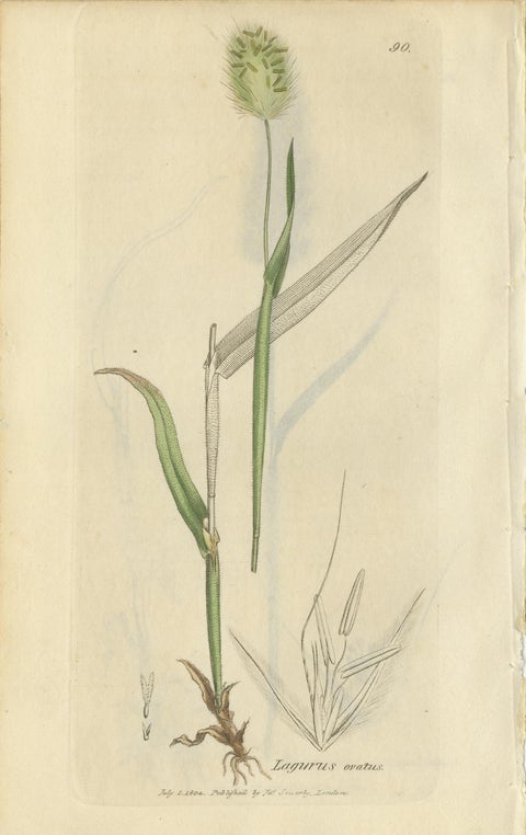 Antique Botanical Engravings of Meadow Foxtail, Polypogon & Agrostis, c.1830, view 3