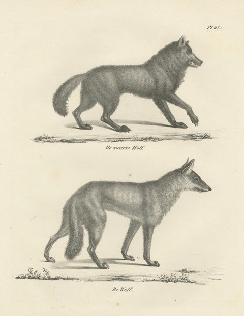 19th-Century Lithograph of the Black Wolf and Grey Wolf in Striking Detail, close-up 5