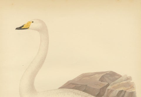 Antique Scandinavian Swan Lithograph, Cygnus Cygnus, Svenska Fåglar 1929, close-up 3