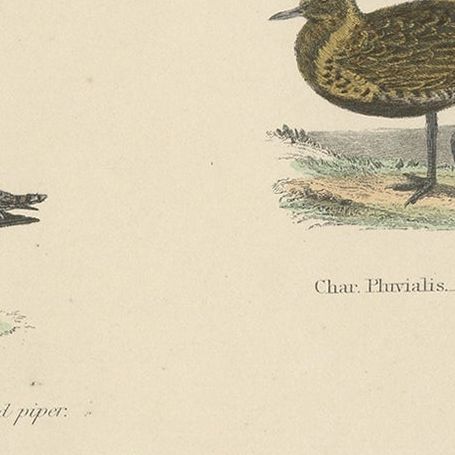 Old Print of a Courser, Collared Pratincole, Sandpiper, Plover, Cariama, c.1860, close-up 2