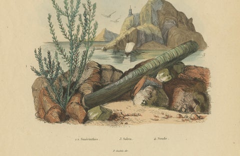 Pair of French Sphinx Moth Engravings by Duméril & Guérin, 1835, close-up 4