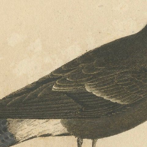 Franz Sturm's Illustration: a European Storm Petrel (Procellaria pelagica), 1830, close-up 6