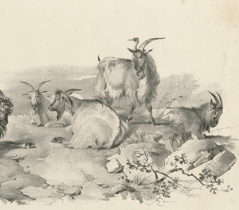 No.4 Antique Print of Goats by Cooper, '1839', view 3