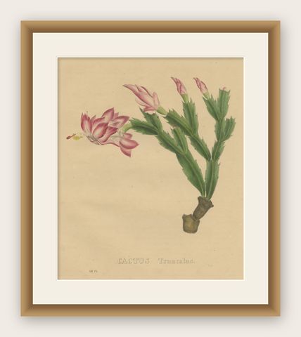 Botanical Beauty: Schlumbergera - The Christmas Cactus, circa 1832, shown framed