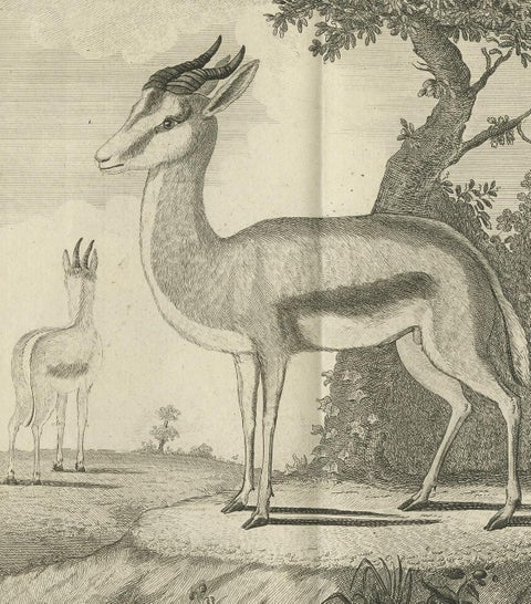 Pl. 52 Antique Print of a Gazelle Species by Buffon 'circa 1770', view 4
