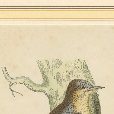 Antique Bird Print of a Wryneck, circa 1880, close-up 1