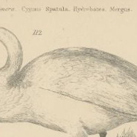 Antique Bird Print of the Wild Swan and Other Birds, C.1860, close-up 1