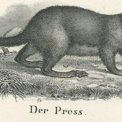 Antique Print of Rodents Including a Hedgehog and Badger by Schinz, '1845', close-up 1