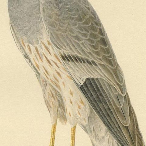 Antique Bird Print of the Montagu's Harrier by Von Wright, '1929', close-up 2