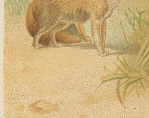 African Fennecs, Antique Desert Fox Chromolithograph, 1894, view 8