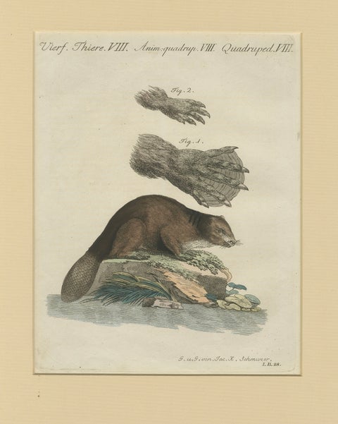 Antique Beaver with Webbed Feet Engraving, Bertuch, c. 1792, close-up 1