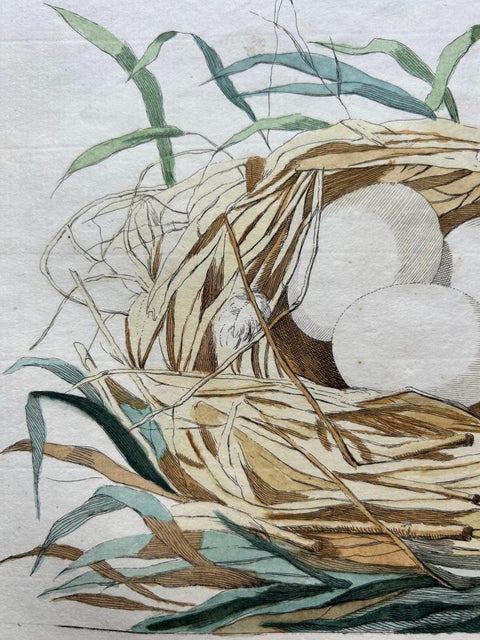 Eurasian Teal (Anas crecca), Female with Nest and Eggs, Nozeman & Sepp, 1789, view 6