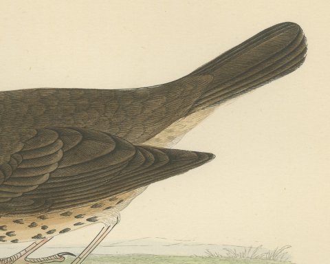 Thrush and Earthworm, Song Thrush Antique Bird Print, Morris, 1896, close-up 2