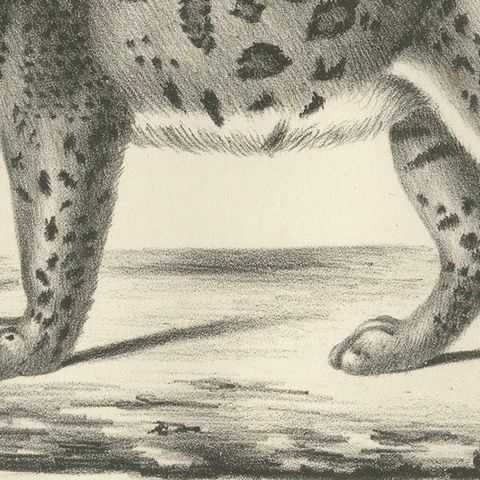 19th-Century Lithograph of the Jaguar, Also Known as the American Tiger, close-up 6