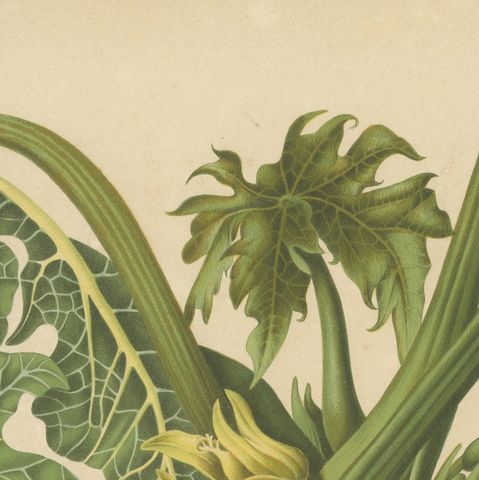 Antique Papaya Botanical Chromolithograph by Hoola van Nooten, c. 1880, close-up 6