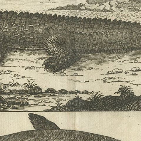 Original Antique Engraving of a Alligator, Shark and Fish, ca.1750, close-up 1
