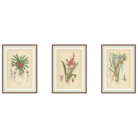 Antique Orchid & Bromeliad Chromolithographs 1897, Karatas, Aechmea, Billbergia