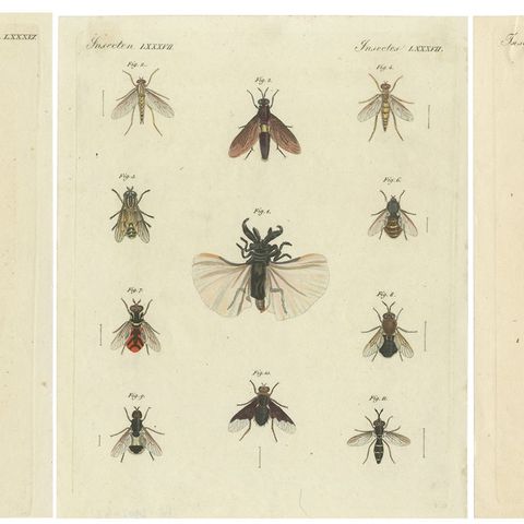Set of 3 Antique Prints of various Insects including Wasps and Flies, close-up 1