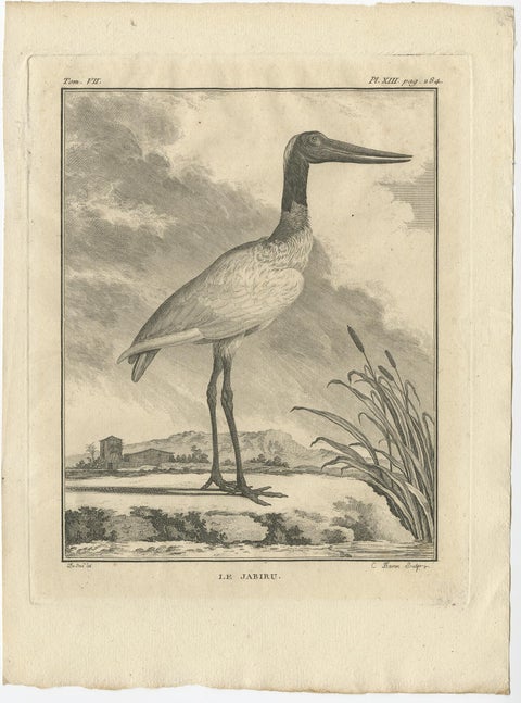 Original Copper Engraving of a Bird Print of the Jabiru Stork Bird, 1795, view 2