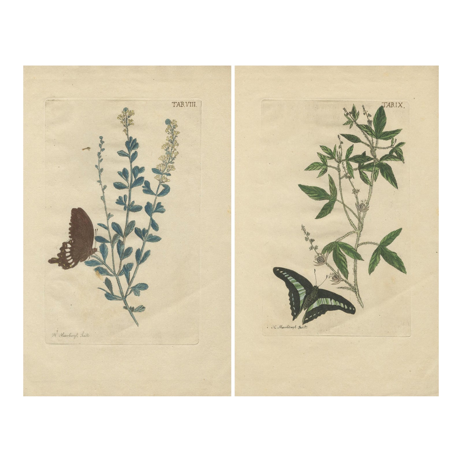 Exotic Botanicals and Rare Butterflies, Hand-Colored Dutch Prints from 1775